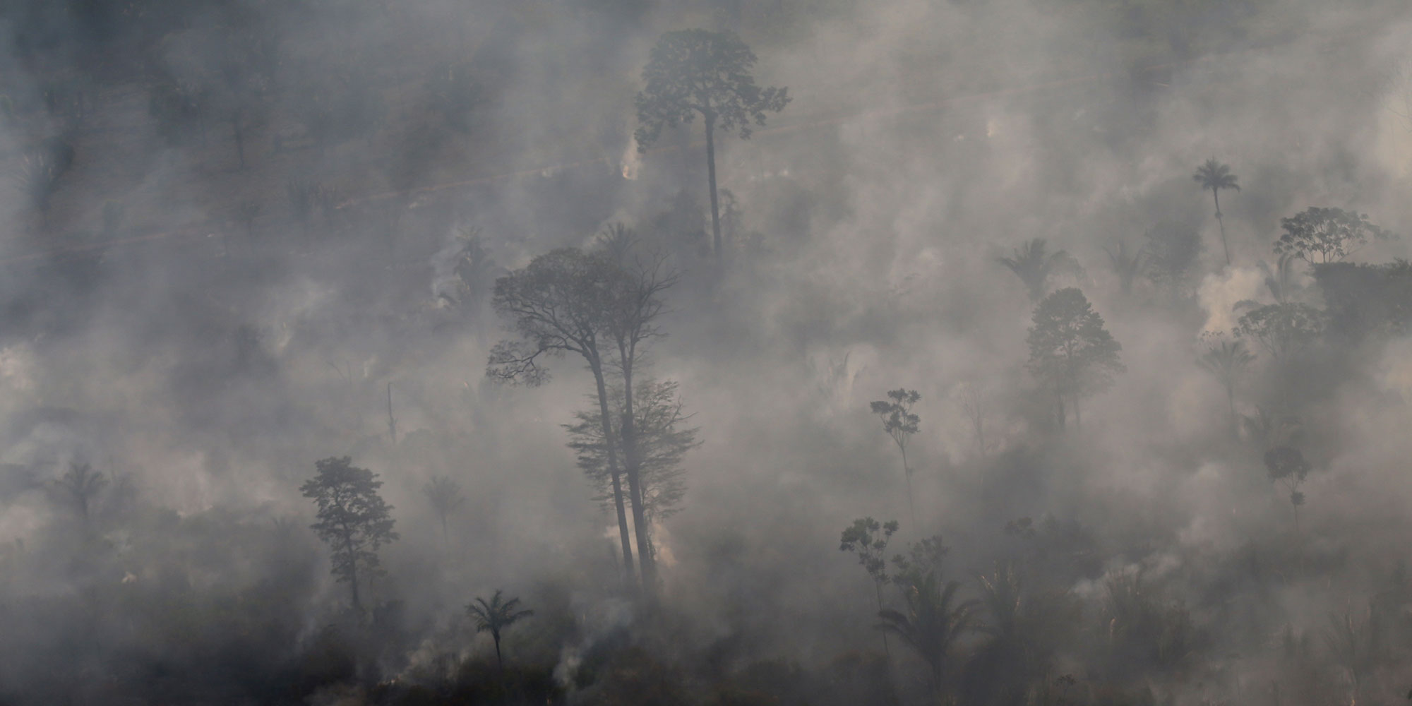 Amazonie : des députés et ONG français appellent à agir pour ne pas être "complices de la ­déforestation"