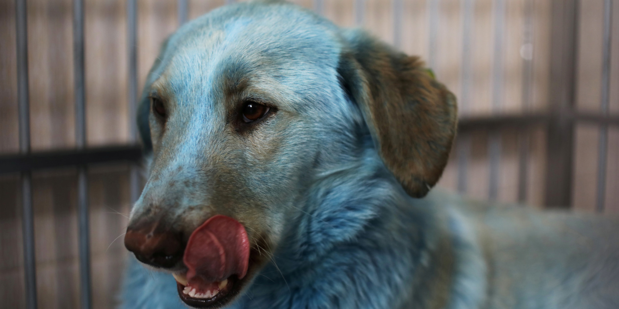 En Russie Une Mysterieuse Apparition De Chiens Bleus Dans La Ville Des Chimistes En Russie Une Mysterieuse Apparition De Chiens Bleus Dans La Ville Des Chimistes