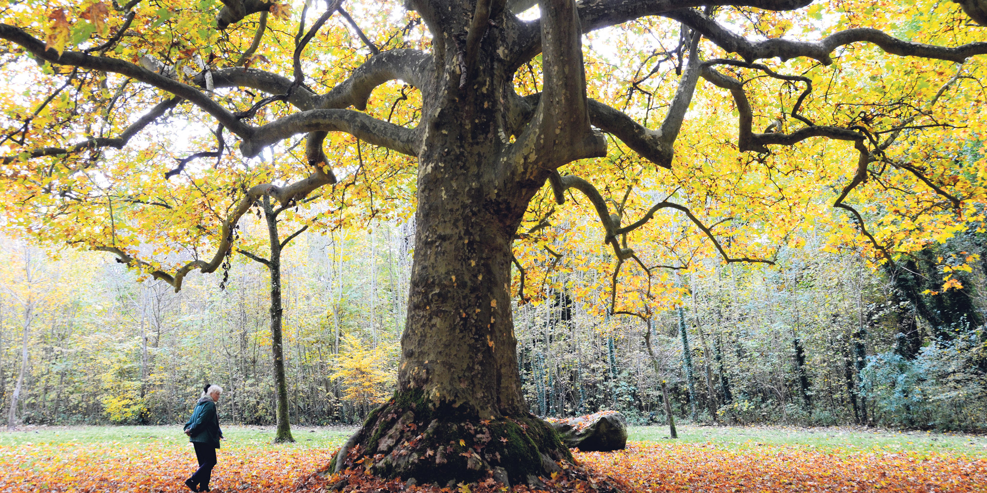 L Ile De France Veut Proteger Ses Arbres Remarquables