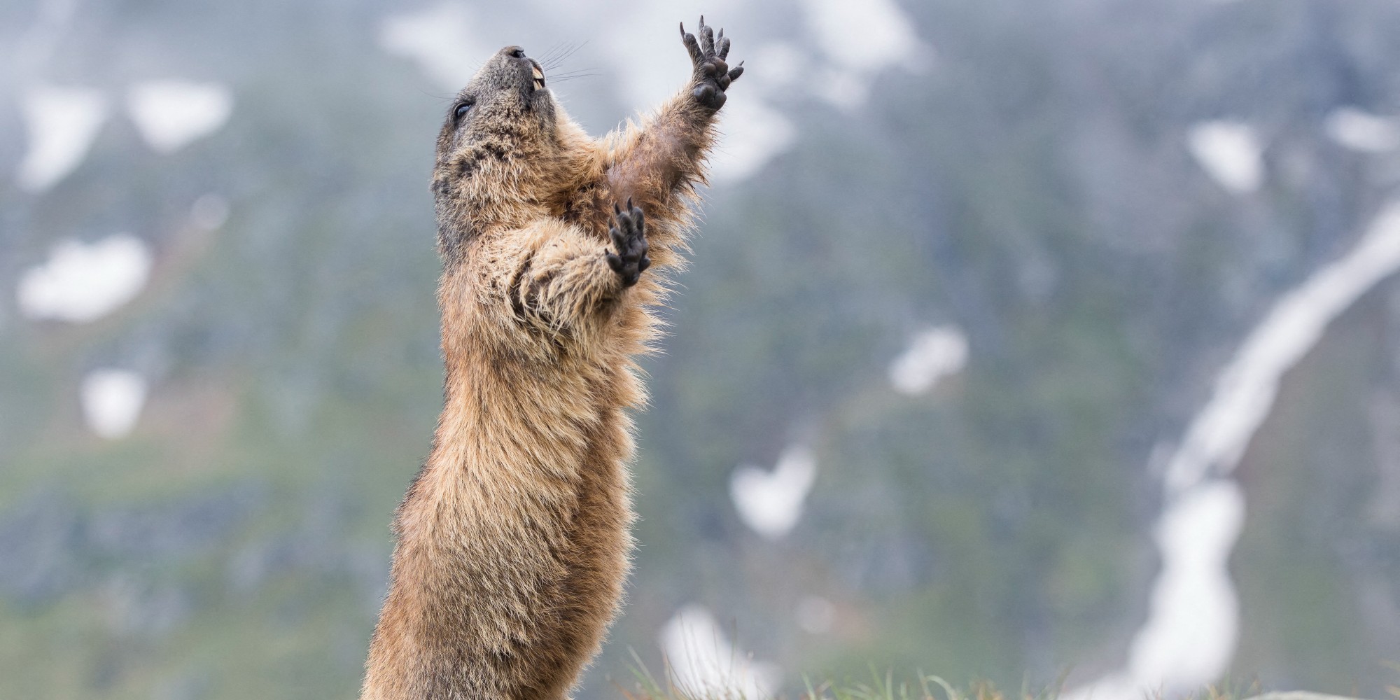 La Chasse A La Marmotte N Emballe Pas