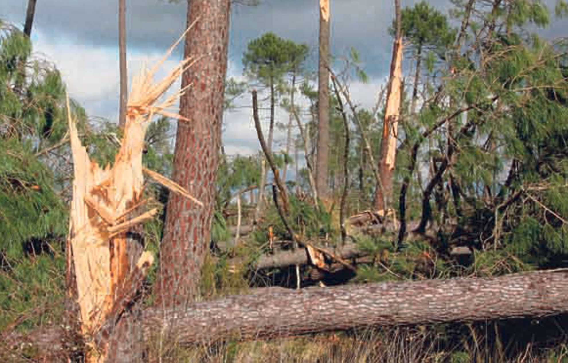 Les Petits Et Grands Arbres Cassent Quand Le Vent Souffle A 150 Km H